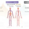 الكتاب الأول من الأكاديمية الدولية: التشريح ووظائف الأعضاء - باللغتين العربية والإنجليزية.