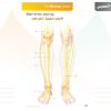الكتاب الأول من الأكاديمية الدولية: التشريح ووظائف الأعضاء - باللغتين العربية والإنجليزية.
