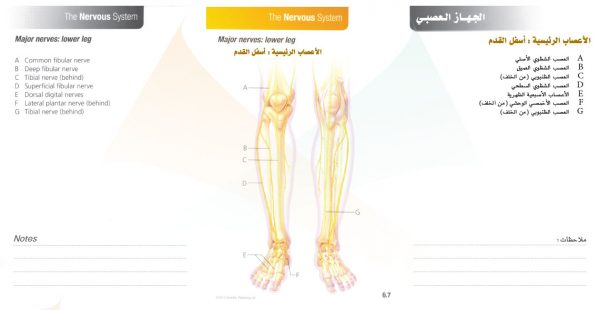 الكتاب الأول من الأكاديمية الدولية: التشريح ووظائف الأعضاء - باللغتين العربية والإنجليزية.