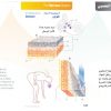 الكتاب الأول من الأكاديمية الدولية: التشريح ووظائف الأعضاء - باللغتين العربية والإنجليزية.