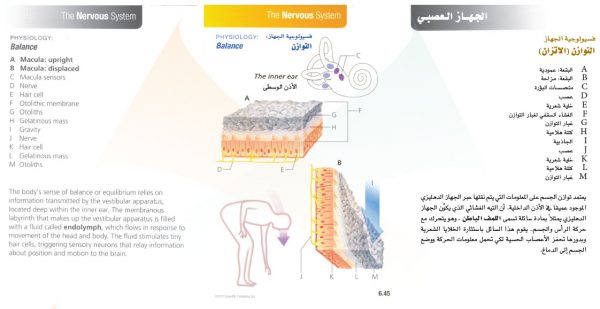 الكتاب الأول من الأكاديمية الدولية: التشريح ووظائف الأعضاء - باللغتين العربية والإنجليزية.