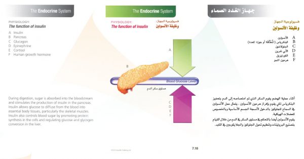 الكتاب الأول من الأكاديمية الدولية: التشريح ووظائف الأعضاء - باللغتين العربية والإنجليزية.