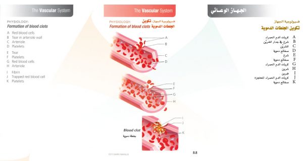 الكتاب الأول من الأكاديمية الدولية: التشريح ووظائف الأعضاء - باللغتين العربية والإنجليزية.