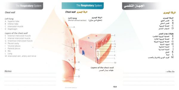 الكتاب الأول من الأكاديمية الدولية: التشريح ووظائف الأعضاء - باللغتين العربية والإنجليزية.
