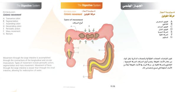 الكتاب الأول من الأكاديمية الدولية: التشريح ووظائف الأعضاء - باللغتين العربية والإنجليزية.