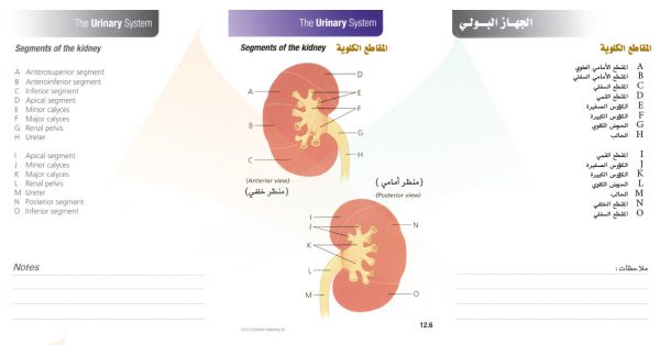 الكتاب الأول من الأكاديمية الدولية: التشريح ووظائف الأعضاء - باللغتين العربية والإنجليزية.