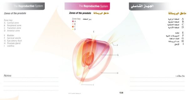 الكتاب الأول من الأكاديمية الدولية: التشريح ووظائف الأعضاء - باللغتين العربية والإنجليزية.