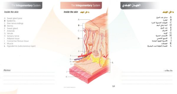 الكتاب الأول من الأكاديمية الدولية: التشريح ووظائف الأعضاء - باللغتين العربية والإنجليزية.