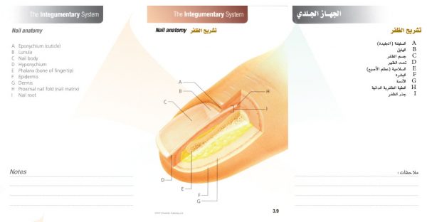 الكتاب الأول من الأكاديمية الدولية: التشريح ووظائف الأعضاء - باللغتين العربية والإنجليزية.