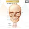 الكتاب الأول من الأكاديمية الدولية: التشريح ووظائف الأعضاء - باللغتين العربية والإنجليزية.