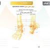 الكتاب الأول من الأكاديمية الدولية: التشريح ووظائف الأعضاء - باللغتين العربية والإنجليزية.