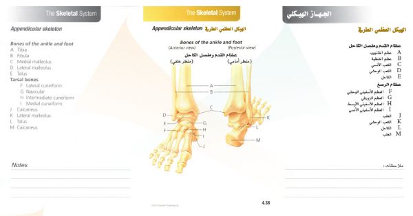 الكتاب الأول من الأكاديمية الدولية: التشريح ووظائف الأعضاء - باللغتين العربية والإنجليزية.