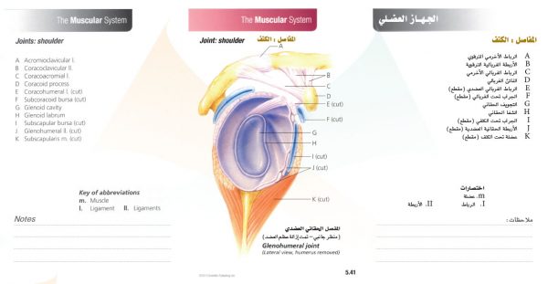 الكتاب الأول من الأكاديمية الدولية: التشريح ووظائف الأعضاء - باللغتين العربية والإنجليزية.