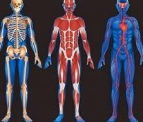 دبلوم دورة تشريح الجسم Anatomy