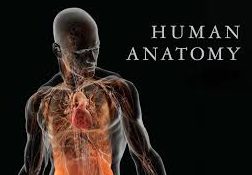 الكتاب الأول من الأكاديمية الدولية: التشريح ووظائف الأعضاء - باللغتين العربية والإنجليزية.