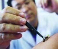 دورة دبلوم العلاج بمنتجات ولسع النحل (سم النحل) ApiTherapy